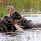 Eine Flußfahrt mit dem Hausboot auf dem Chobe zum Sambesi