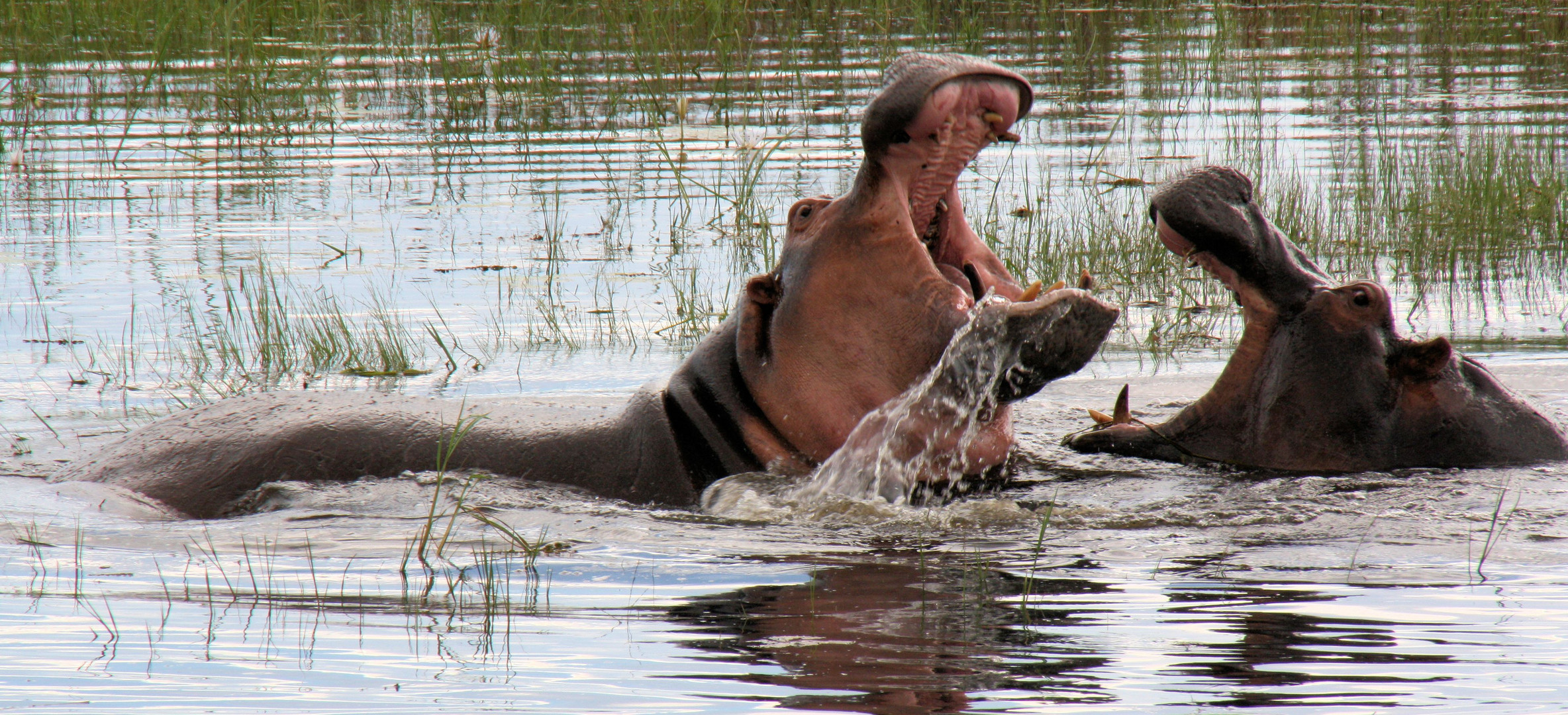 Eine Flußfahrt mit dem Hausboot auf dem Chobe zum Sambesi