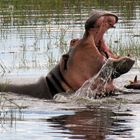 Eine Flußfahrt mit dem Hausboot auf dem Chobe zum Sambesi