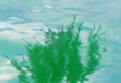 Eine Föhre steht im Wasser