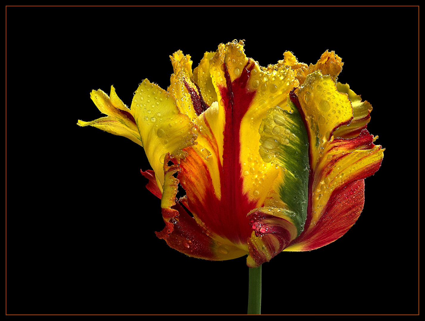 Eine fotografische Erinnerung an die schöne Tulpenzeit