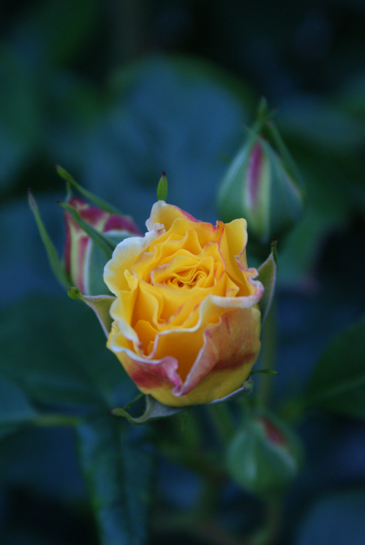 Eine Fototour durch unseren Garten...