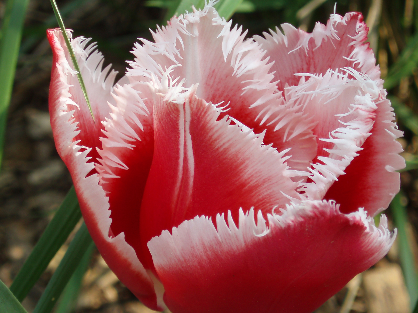 eine "fransige" Tulpe mal aus der Nähe