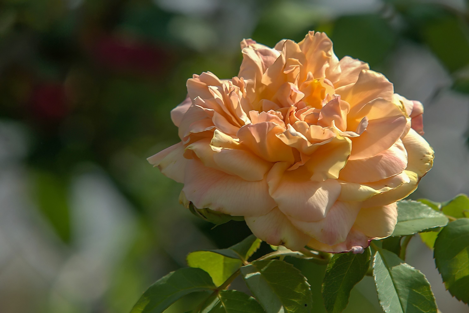 Eine französische Kletterrose