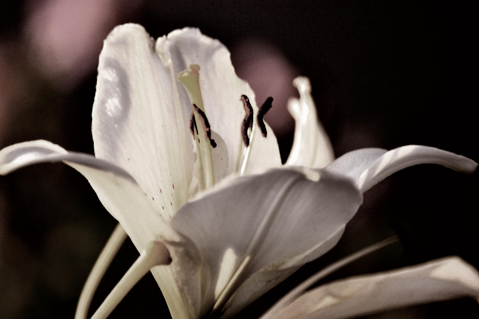 Eine Frau ohne Geheimnisse ist wie eine Blume ohne Duft....