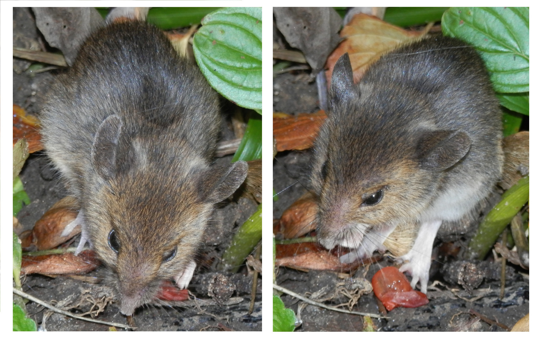 Eine freche Maus im Garten