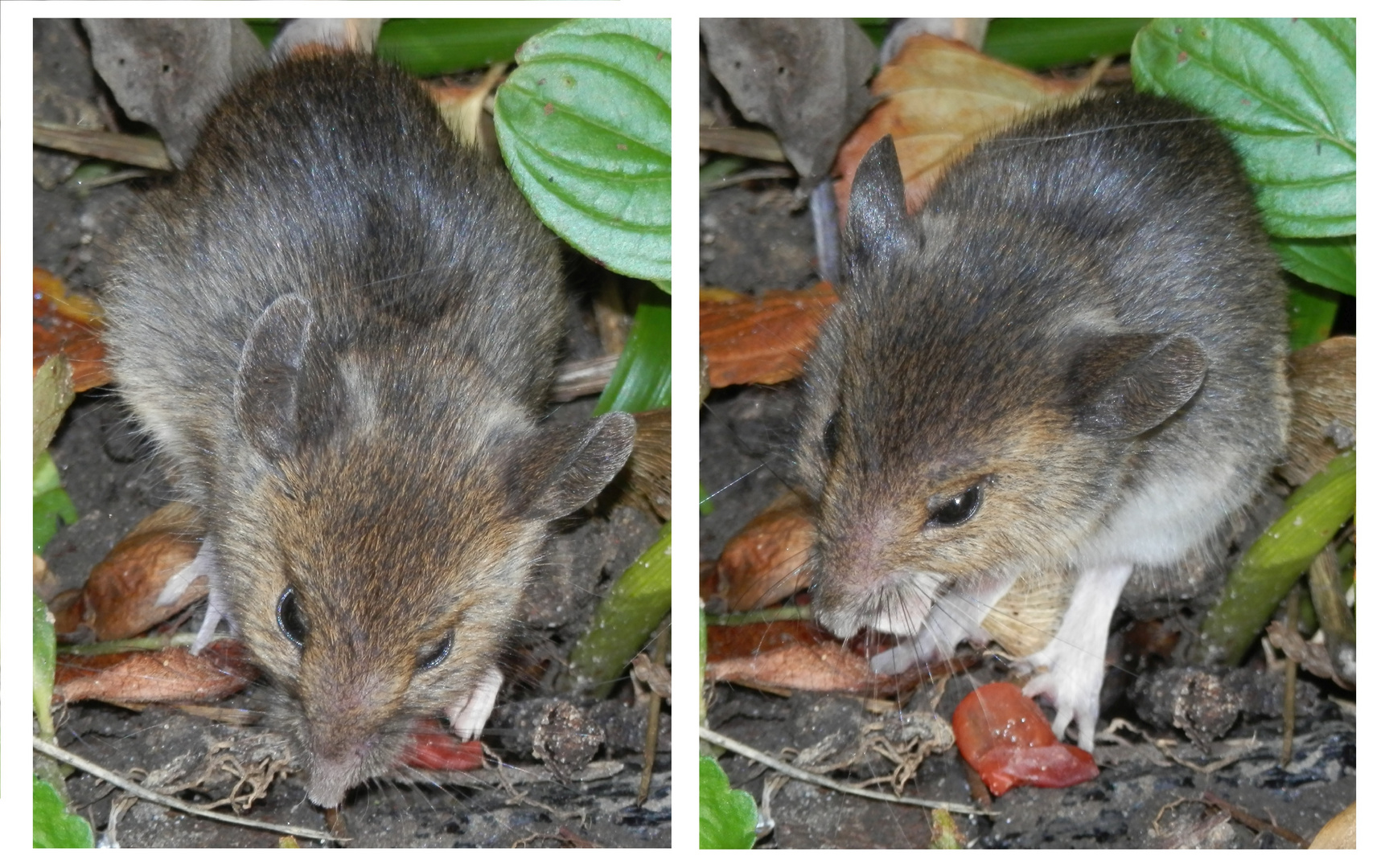 Eine freche Maus im Garten Foto & Bild tiere, wildlife