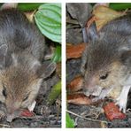 Eine freche Maus im Garten