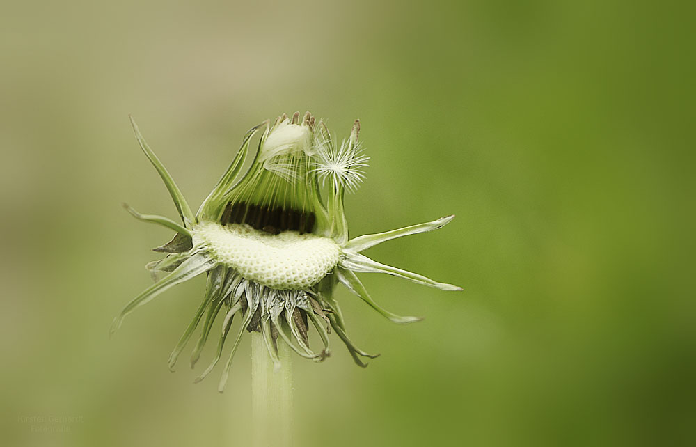 Eine freche Pusteblume