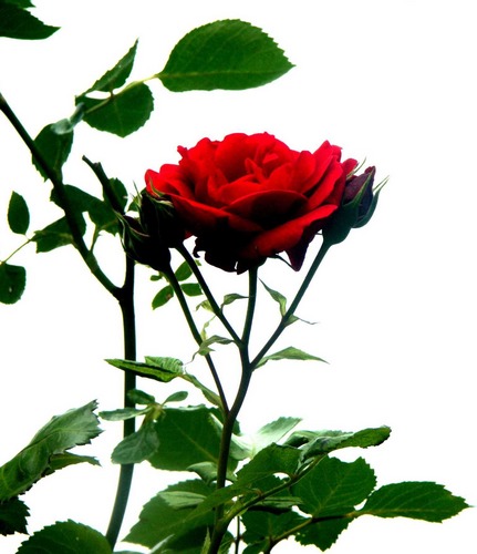 Eine freie rote Rose....