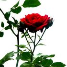 Eine freie rote Rose....
