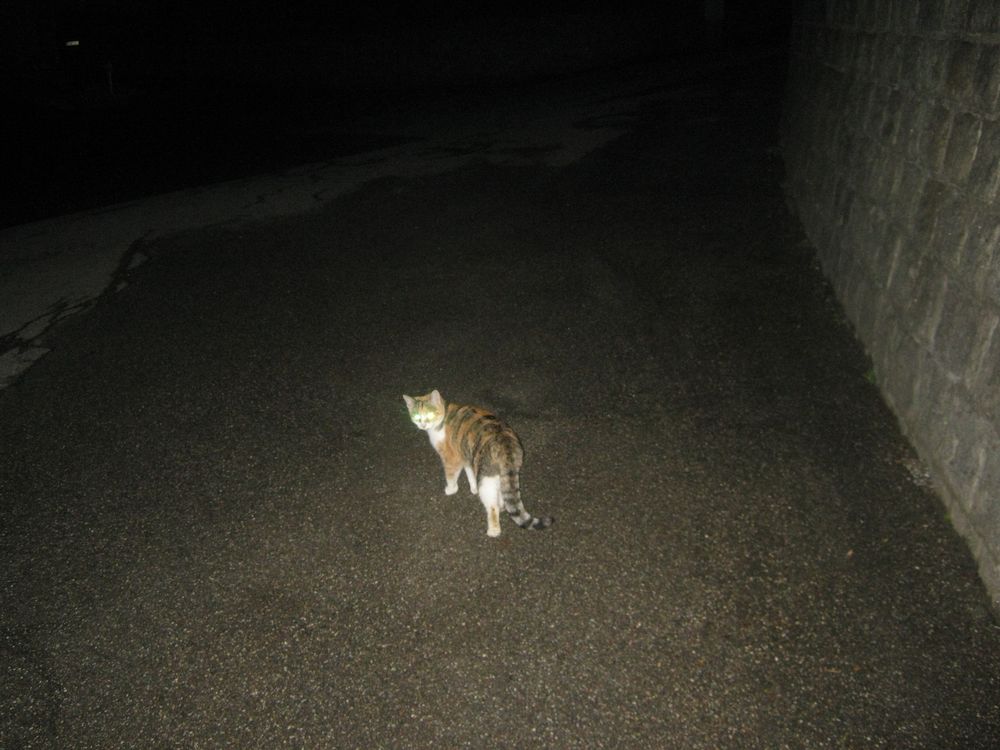 Eine fremde Katze .. Foto & Bild tiere, haustiere, katzen Bilder auf