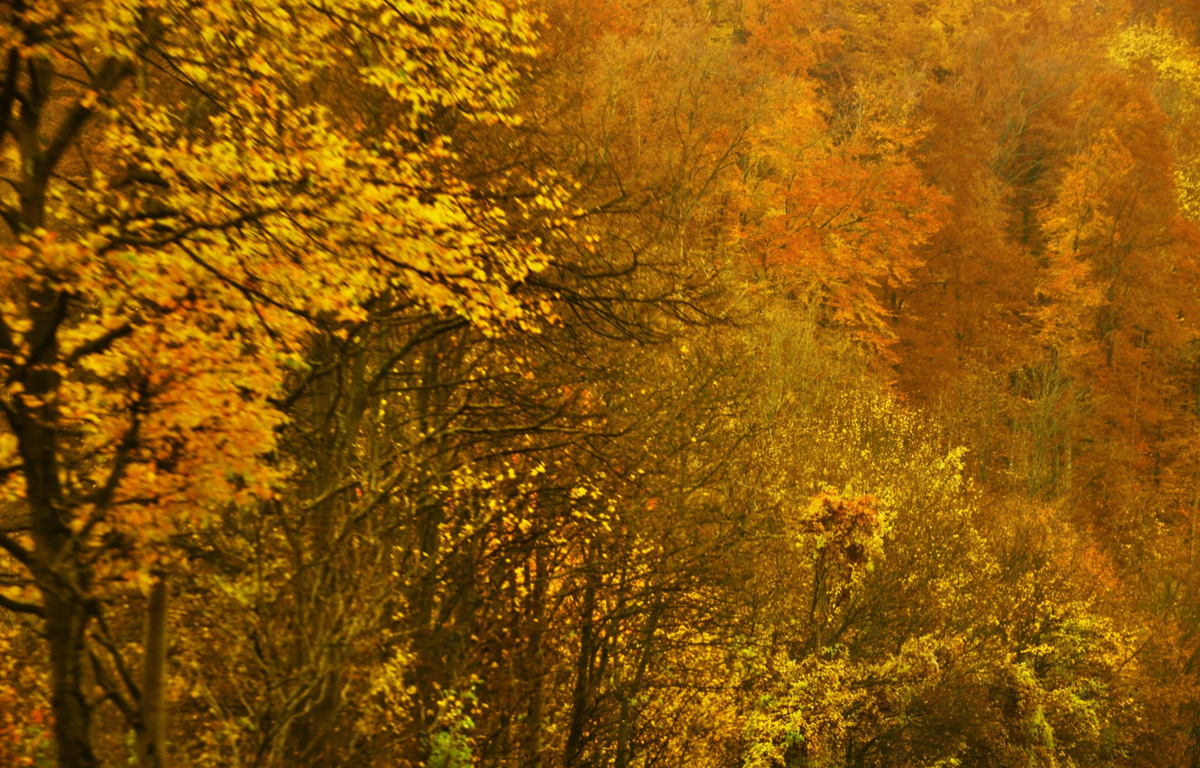 eine Freundschaft mit dem Herbst 2