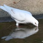 Eine Friedens Taube