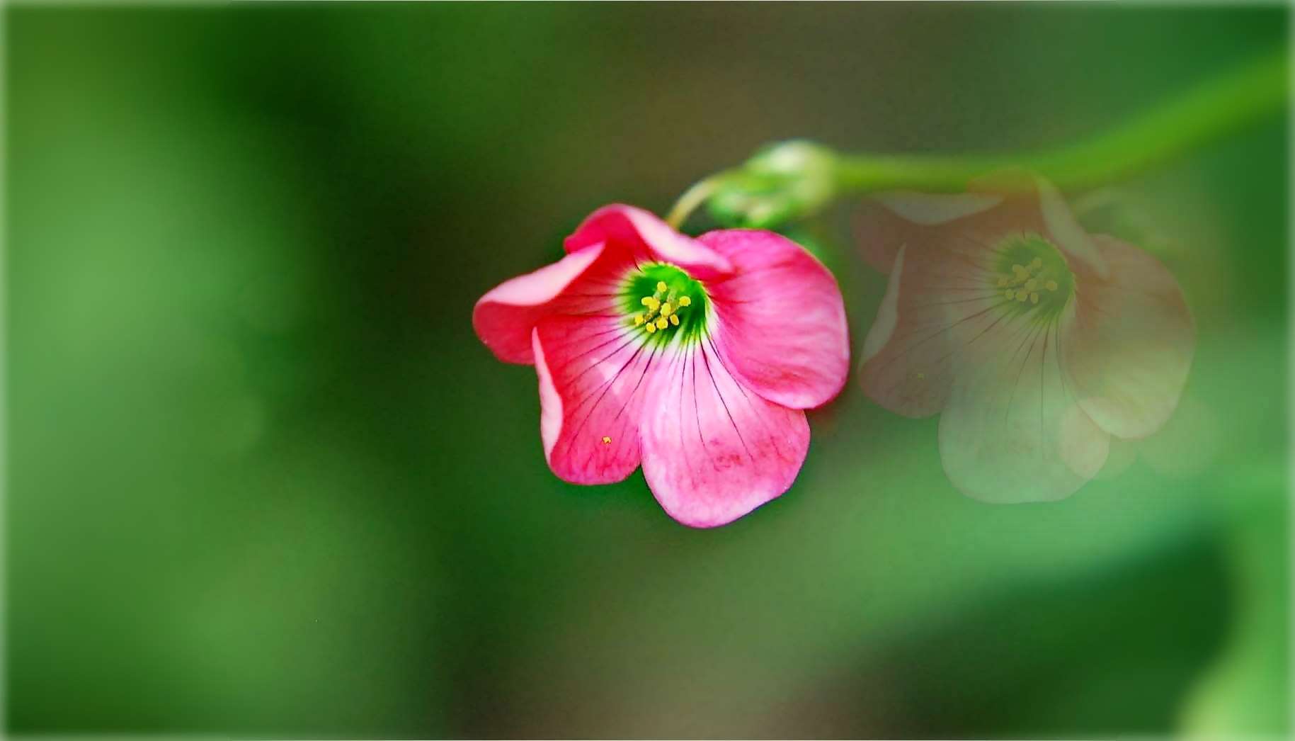 eine friedliche Blüte, damit sich hier alles wieder beruhigt -