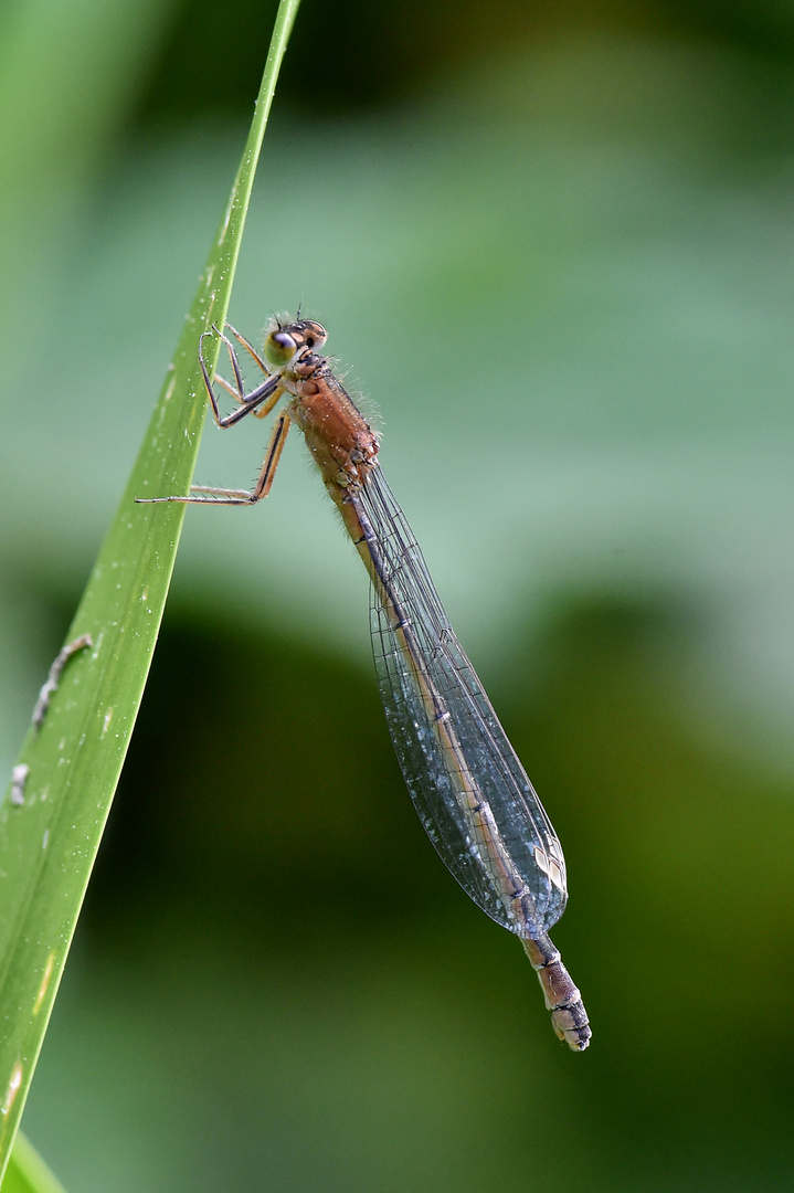 Eine frische Dame