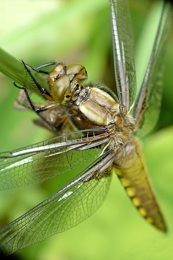 Eine frischgeschlüpfte Plattbauchlibelle.