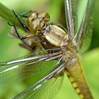 Eine frischgeschlüpfte Plattbauchlibelle.