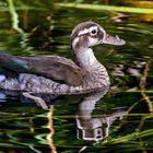 eine fröhliche Ente zum Spiegeltag