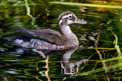 eine fröhliche Ente zum Spiegeltag