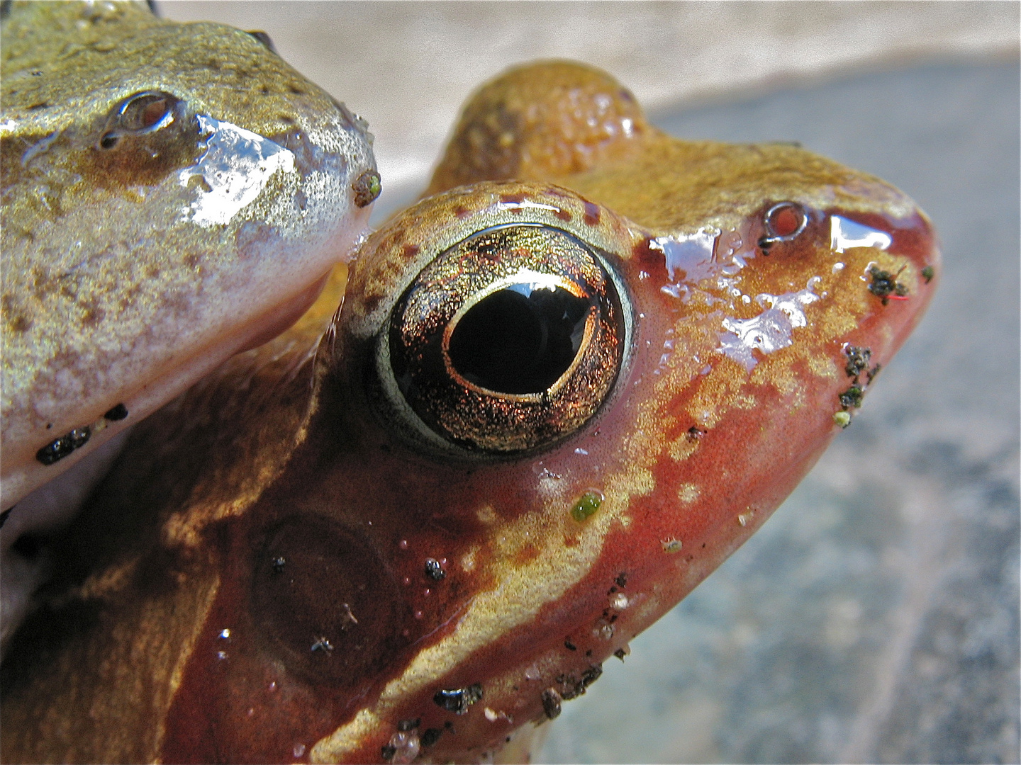 Eine Froschkönigin (Grasfrosch, Rana temporaria) - FÜR SANDRA . . .