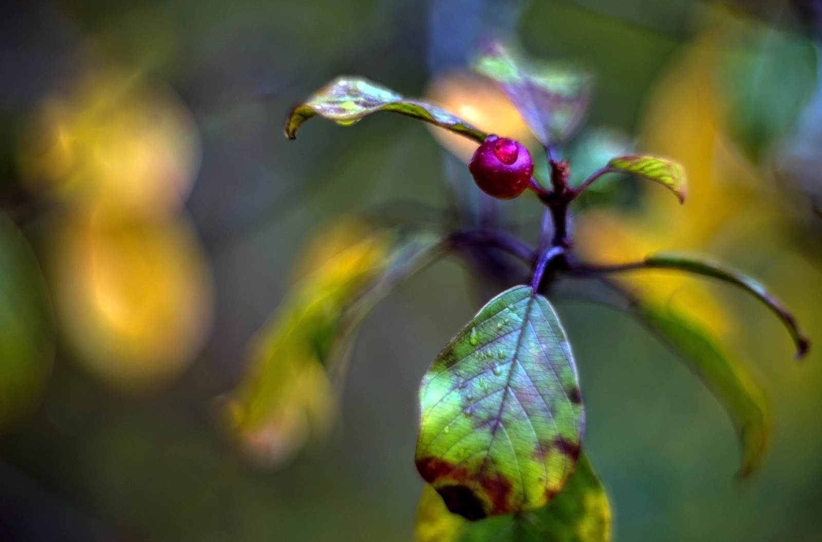 Eine Frucht