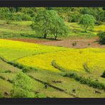 Eine fruchtbare Landschaft