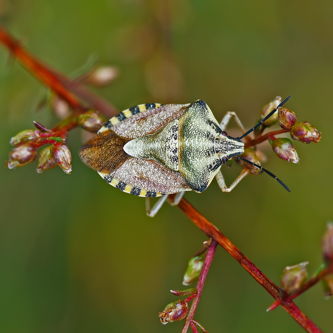 Eine Fruchtwanzen-Art: Carpocoris purpureipennis oder Carpocoris pudicus *