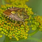 Eine Fruchtwanzen-Art.  -  Une punaise du genre carpocoris...