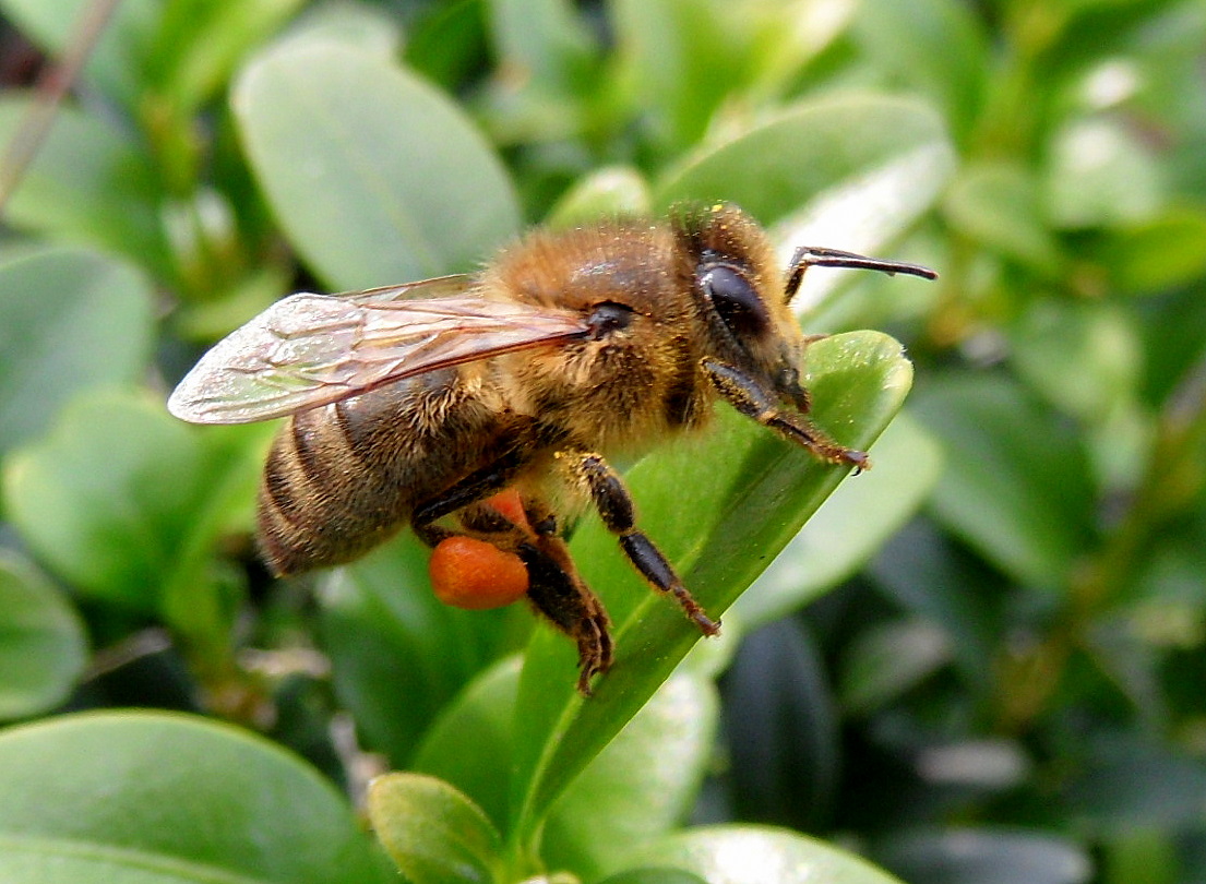 Eine frühe Biene