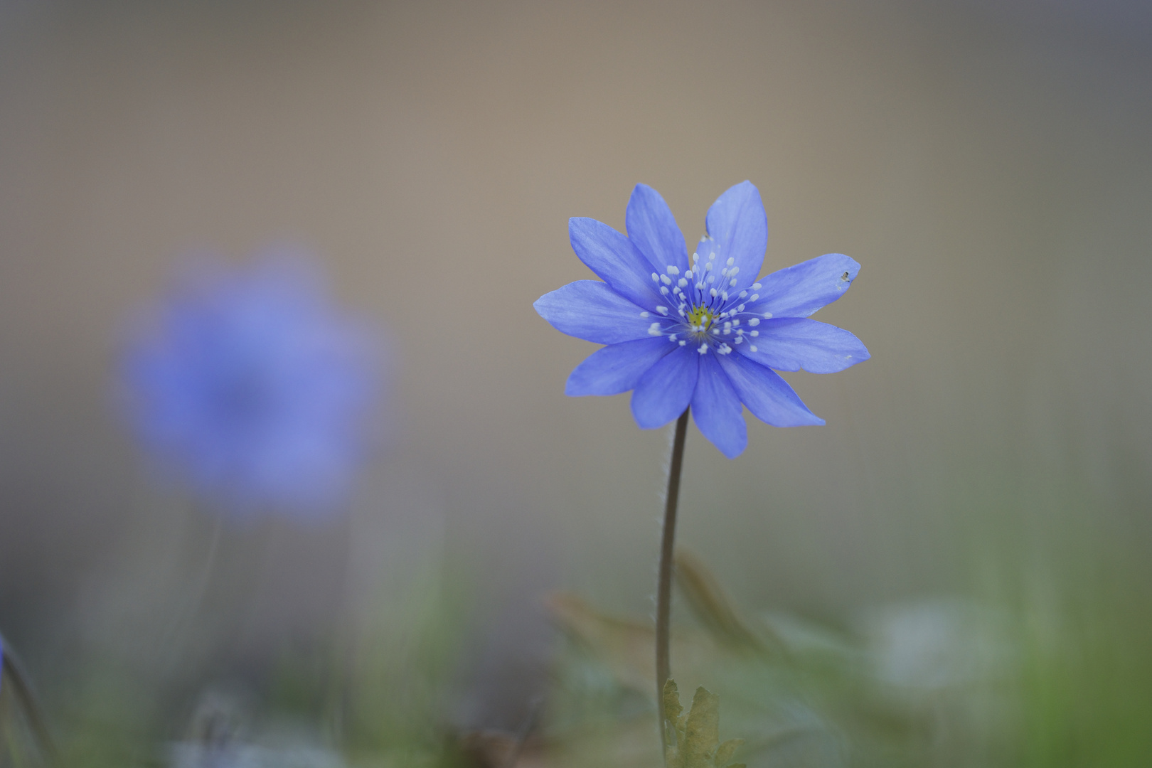 Eine frühe Frühlingsschönheit.......................