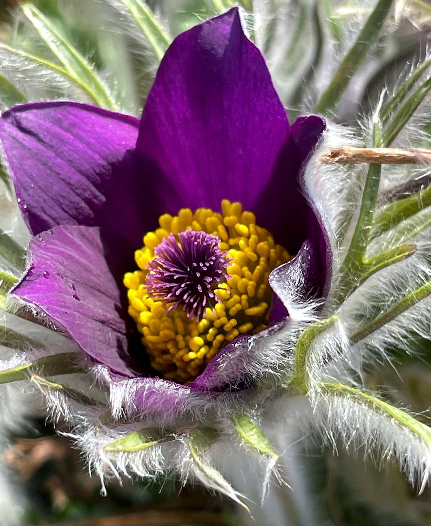 eine frühe Küchenschelle