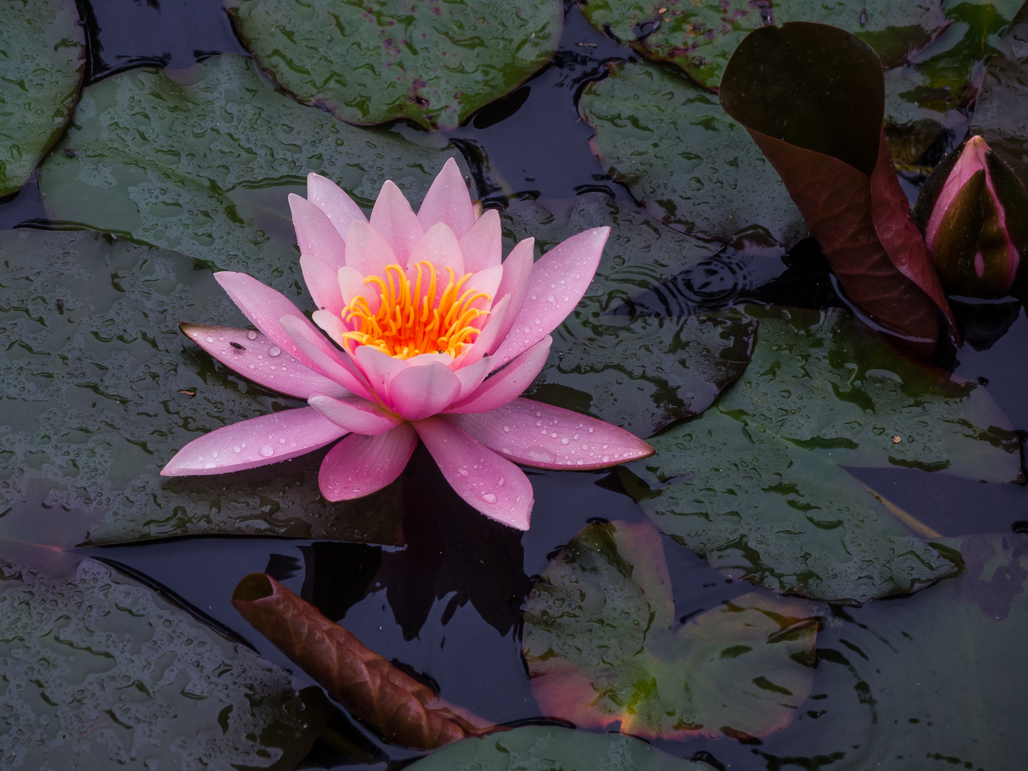 Eine frühe Seerose 