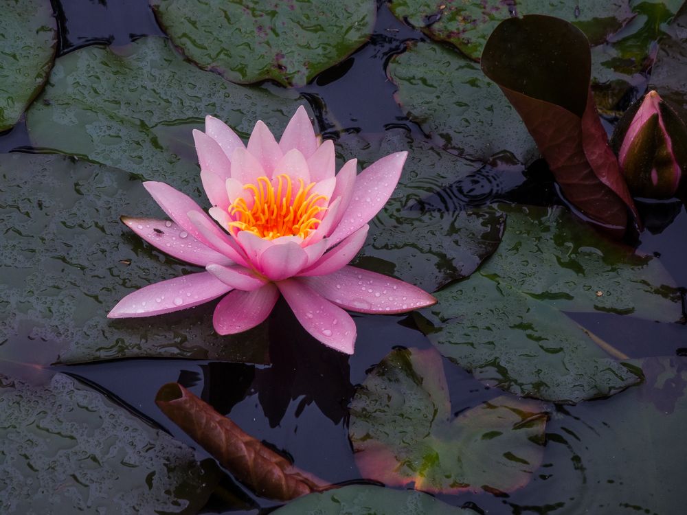 Eine frühe Seerose 