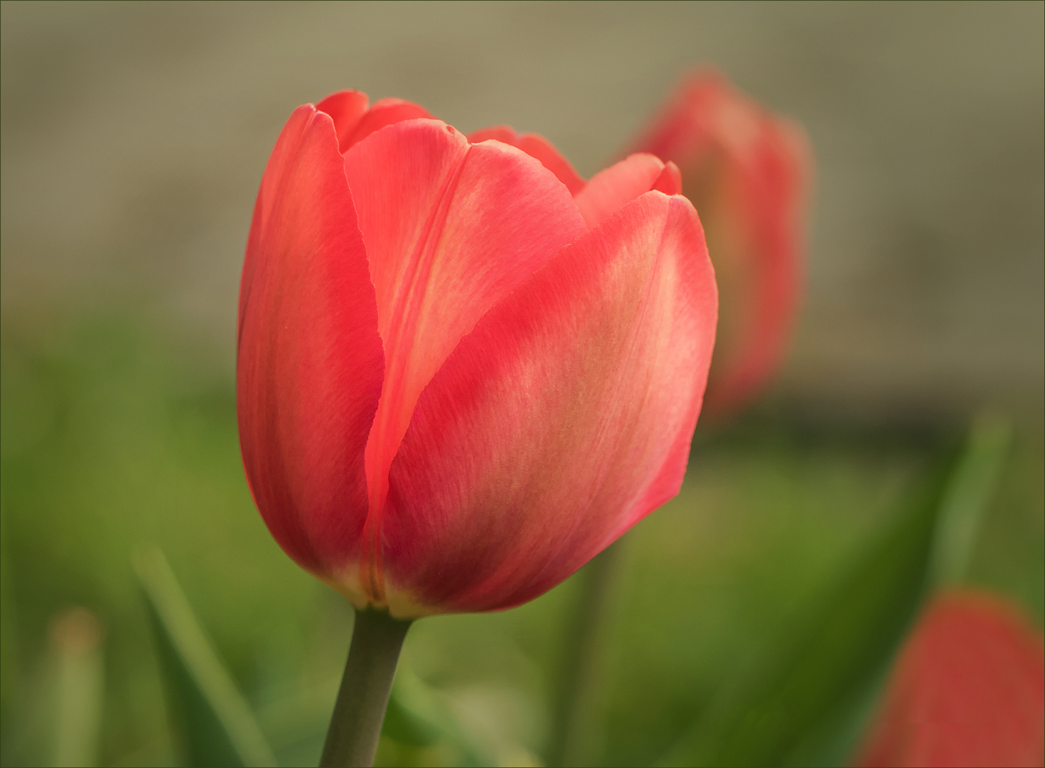 Eine frühe Tulpe...