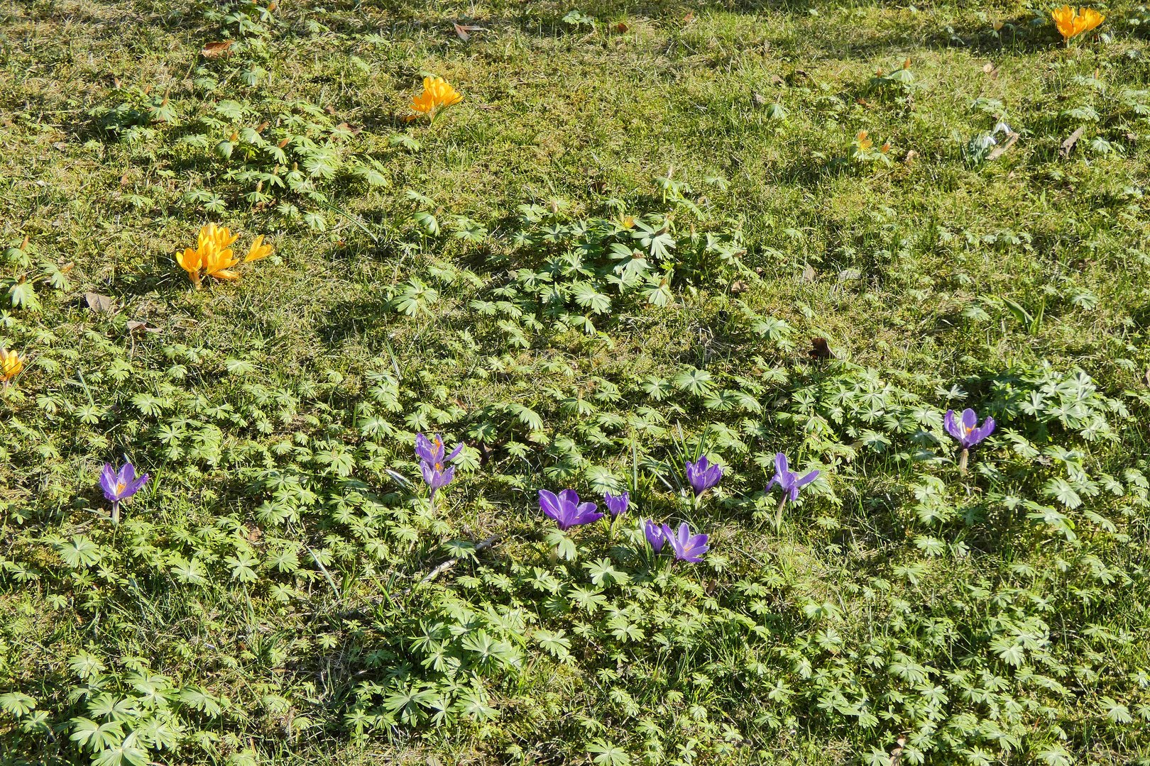 Eine Frühlingswiese zu Ostern