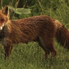 Eine Fuchs-Fehe in unserem Garten