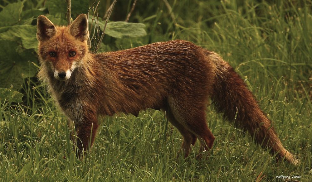 Eine Fuchs-Fehe in unserem Garten