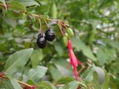 Eine Fuchsie mit essbaren Früchten - Fuchsia regia subsp. reitzii