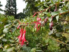Eine Fuchsie mit essbaren Früchten - Fuchsia regia subsp. reitzii