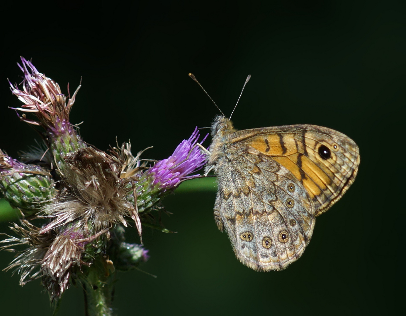 Eine fuchsige Sache... mit dem Mauerfuchs