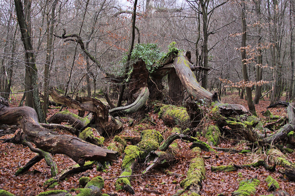 eine Fundgrube für Pilze