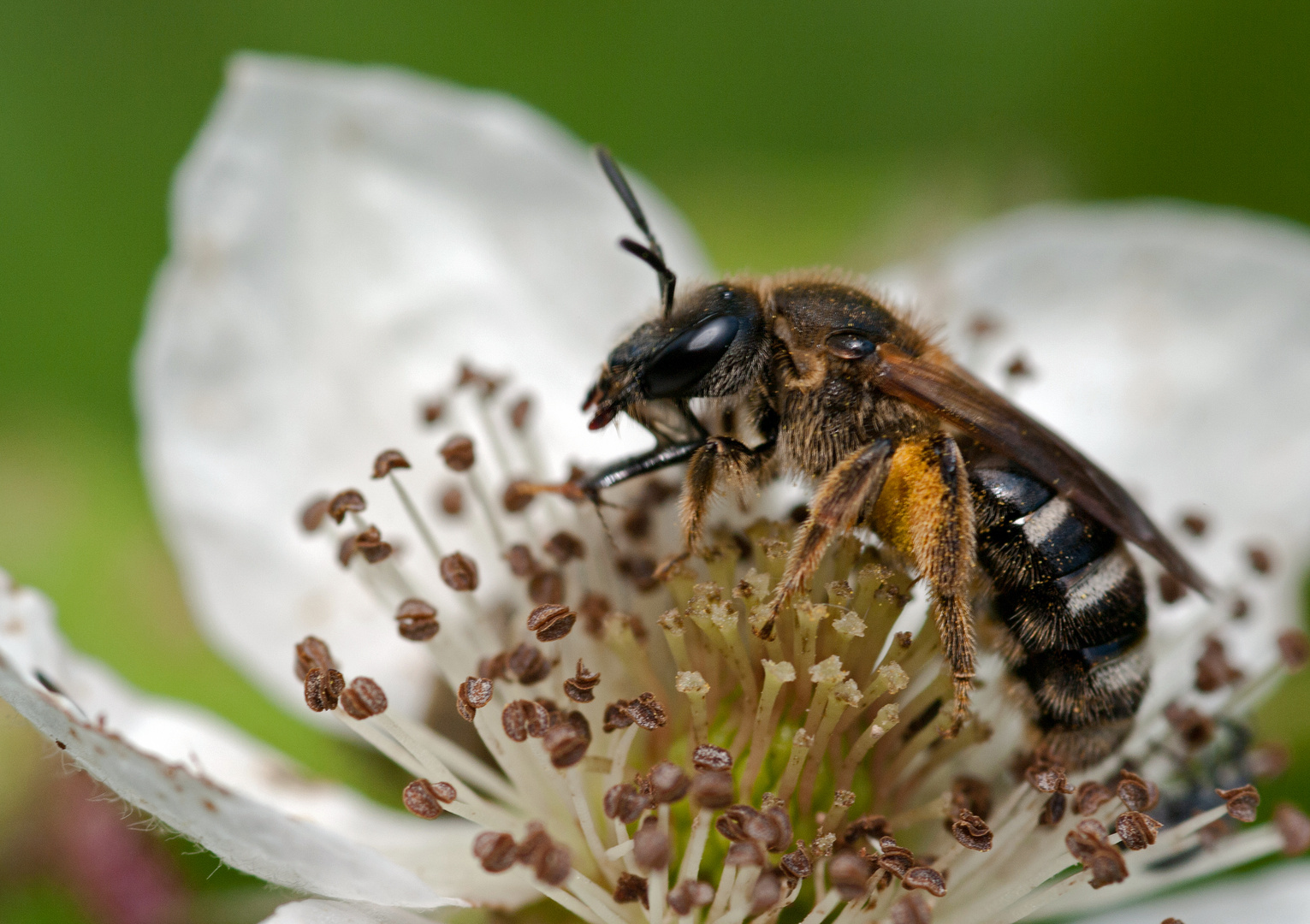 Eine Furchenbiene