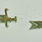 Eine Gänsefamilie.