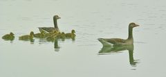 Eine Gänsefamilie.