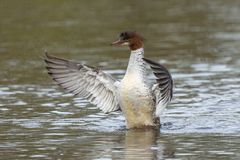 *** eine Gänsesägerin ***