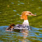 eine Gänsesänger Mama mit ihren Jungen 