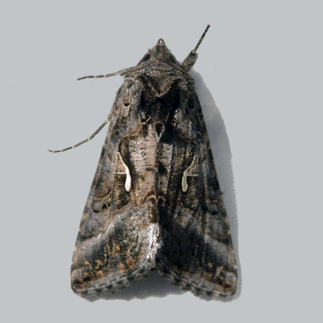 Eine Gammaeule (Autographa gamma) im Haus Foto & Bild natur