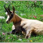 Eine Gams in den Alpen