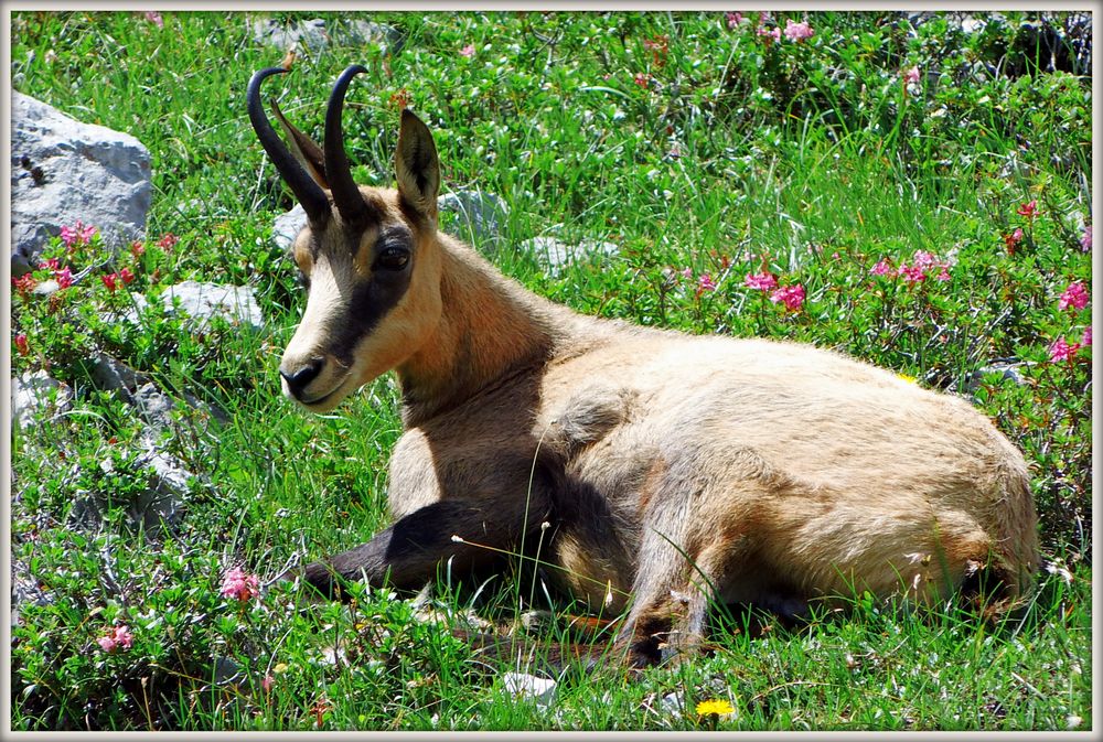 Eine Gams in den Alpen